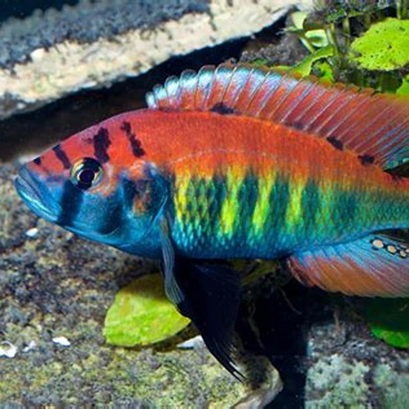 Is the convict cichlids aggressive?