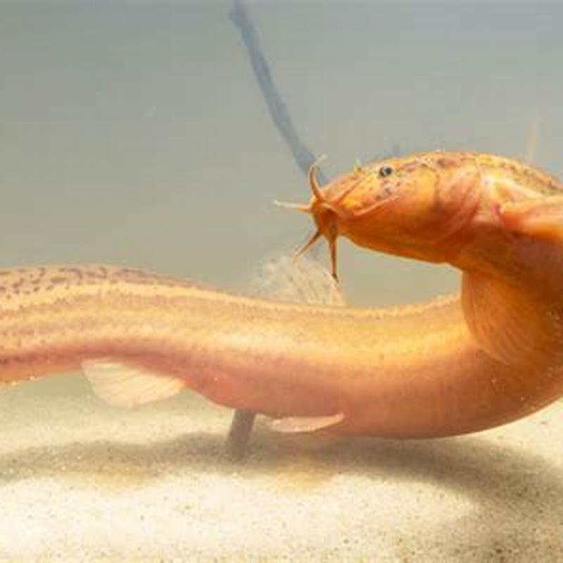 Should weather loach be kept in groups?