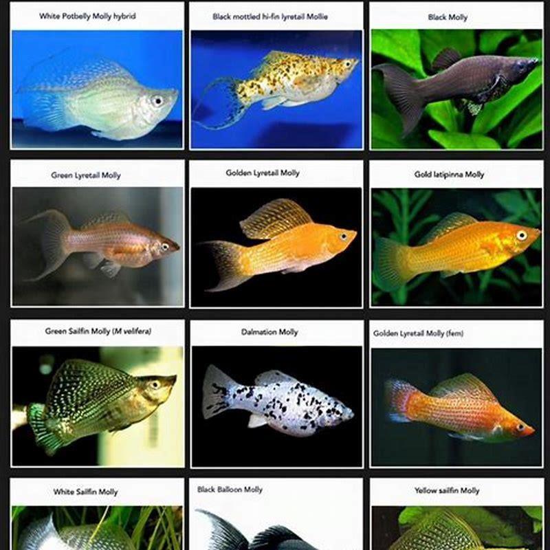 What are the different type of molly fish?