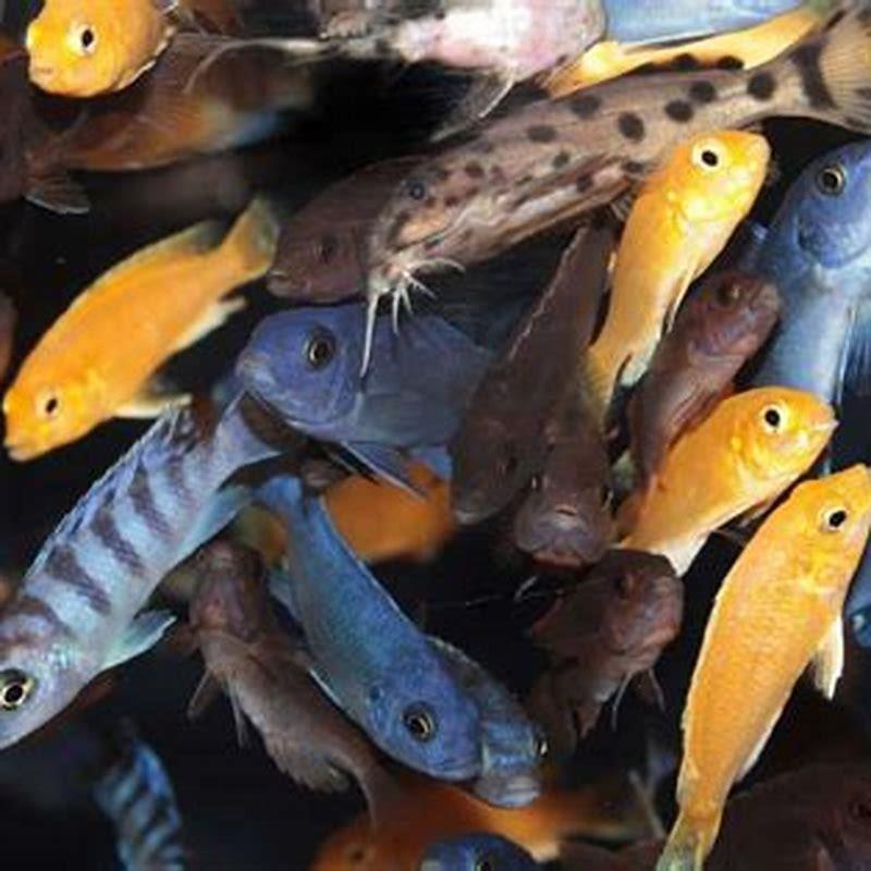 What cichlid fish can live together?