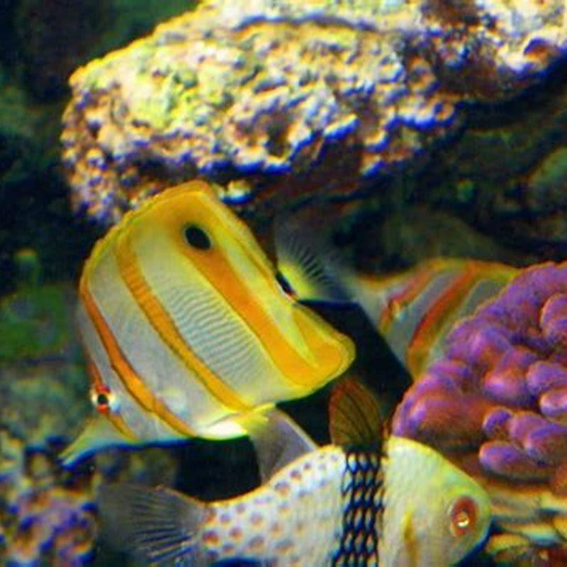 What do Copperband butterflyfish eat in the wild?