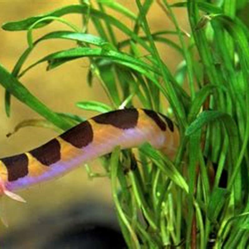 What do dwarf loaches eat? - DIY Seattle