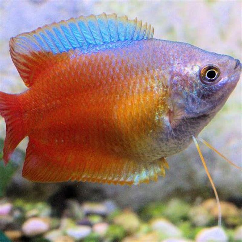 What do gourami fish like to eat?