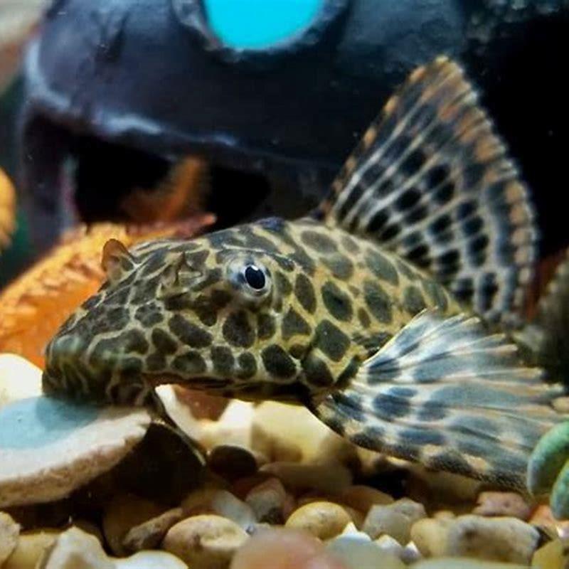 What do plecos and catfish eat?
