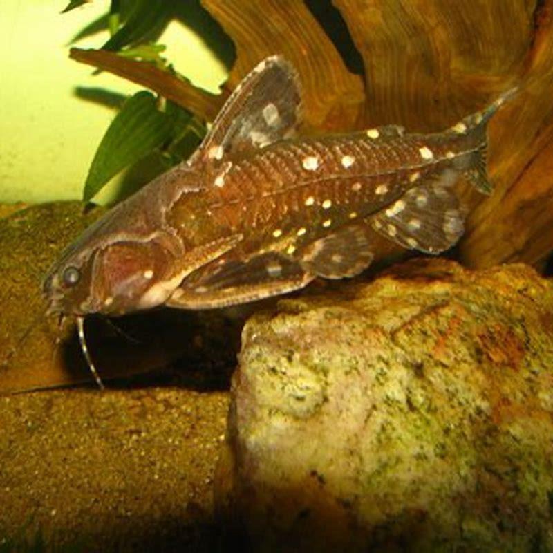 Raphael Catfish Food Your Guide to Happy, Healthy Fish Raphael Catfish Food Your Guide to Happy, Healthy Fish