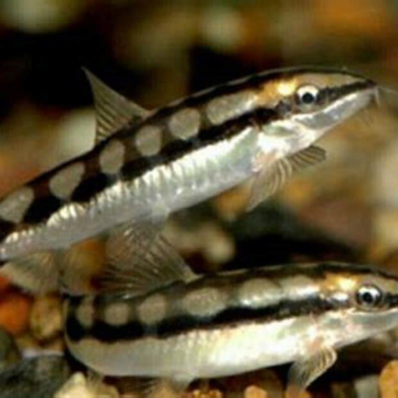 What do you feed chain loaches?