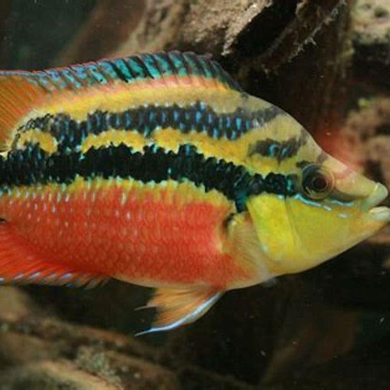 What fish are compatible with yellow cichlids?
