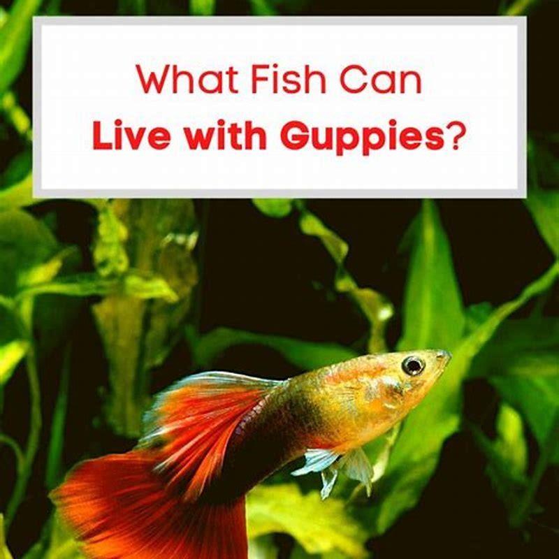 What fish can go with Guppy?