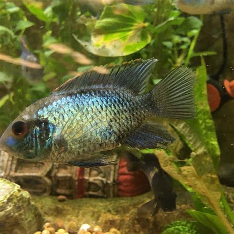 What fish can live with Blue Acara? - DIY Seattle