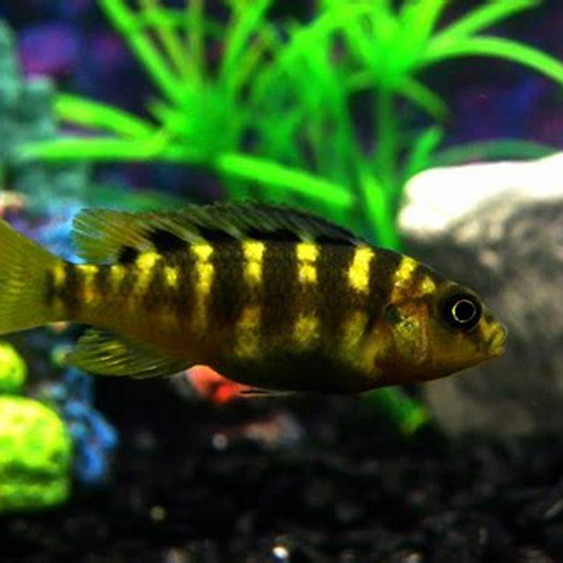 What fish can live with bumblebee cichlids?