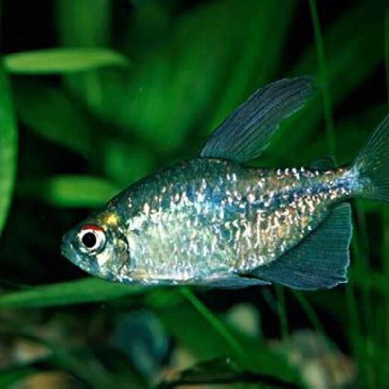 What fish can live with Diamond tetras?