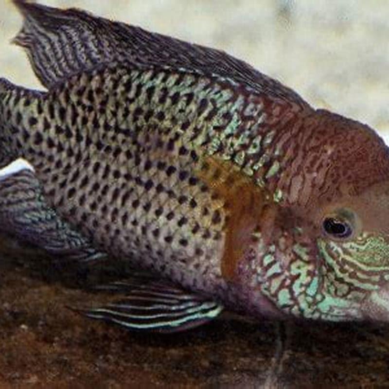 What fish can live with Green Terrors?