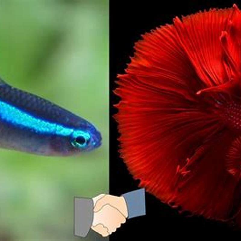 What fish can you keep with tetras?