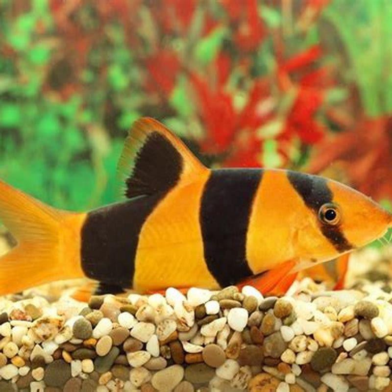 What fish get along with Clown Loach?