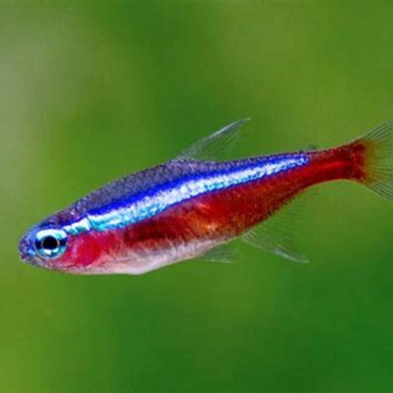 What fish go well with cardinal tetras?