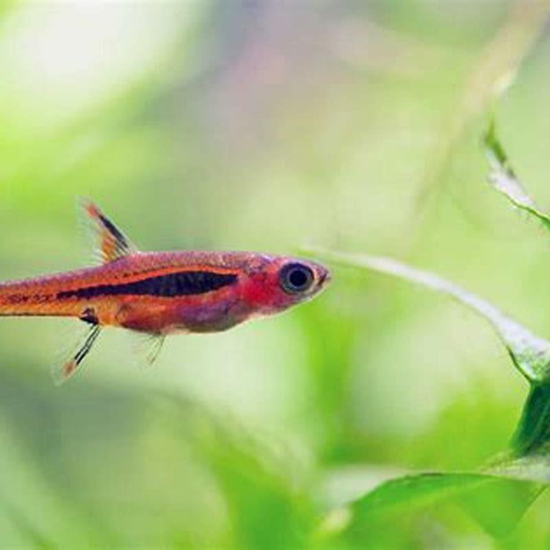 What fish go well with rasbora?