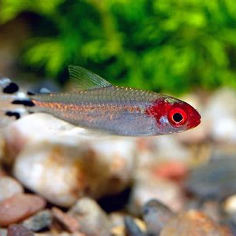 What fish go with rummy nose tetras?