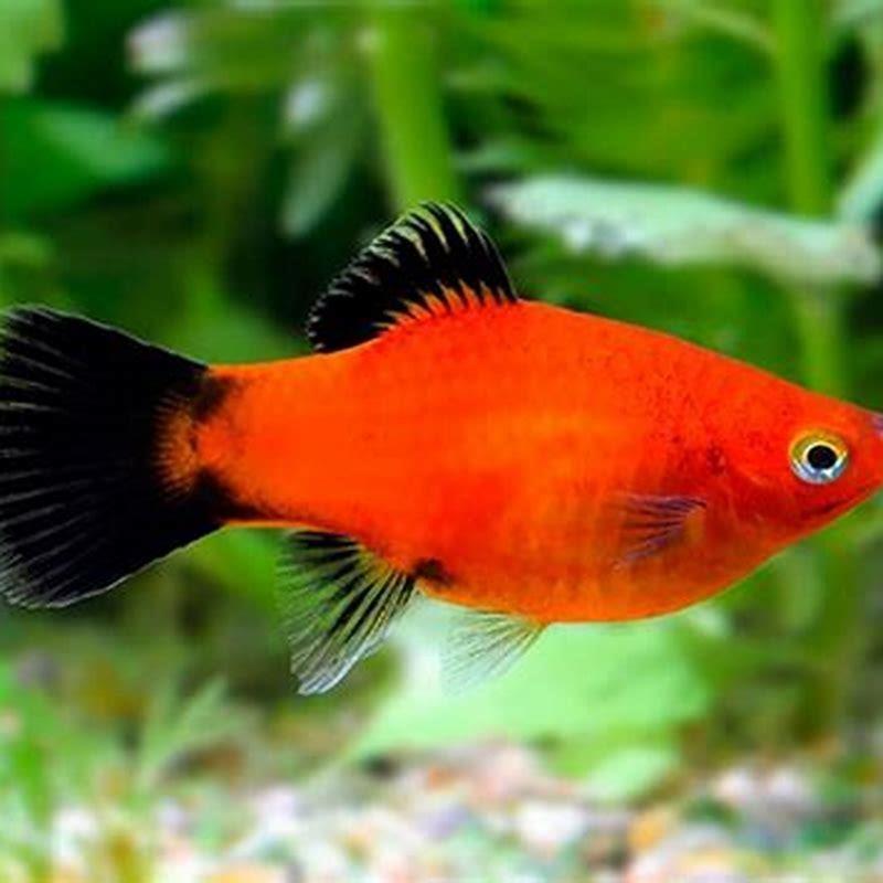 What is a wagtail platy?