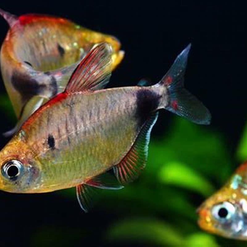 What temperature should Tetras be kept at?