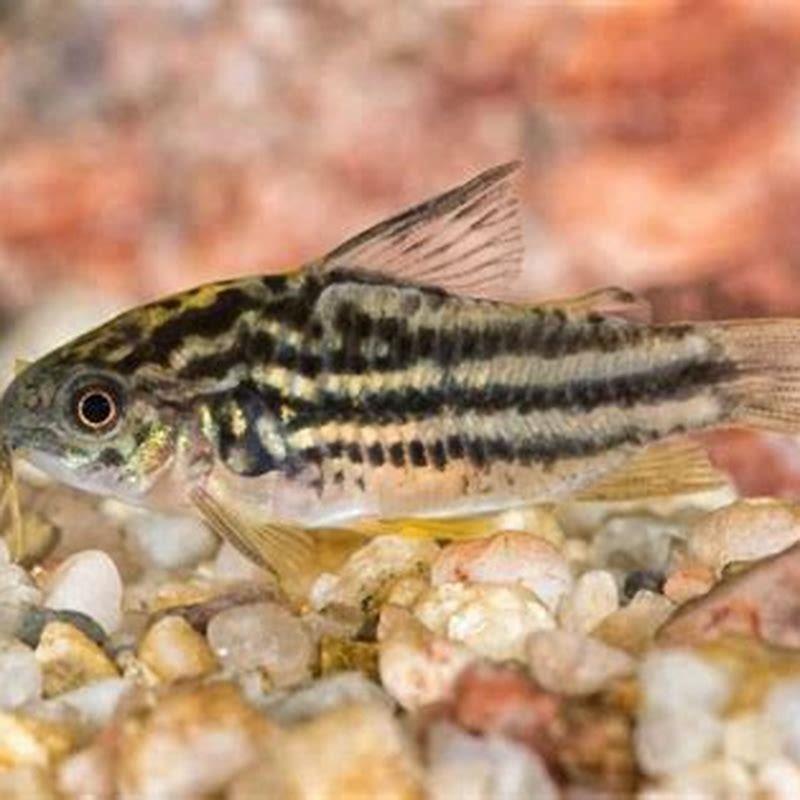 What type of cory catfish should I get?