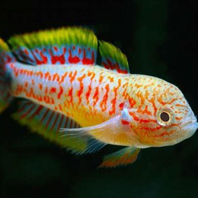 Where are Peacock Gudgeons from?