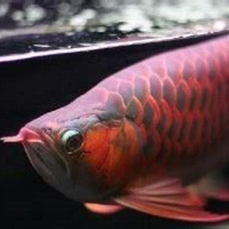 Why are red arowana illegal in the US?