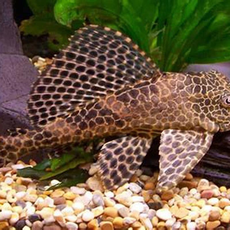Will a Bristlenose pleco cross breed?