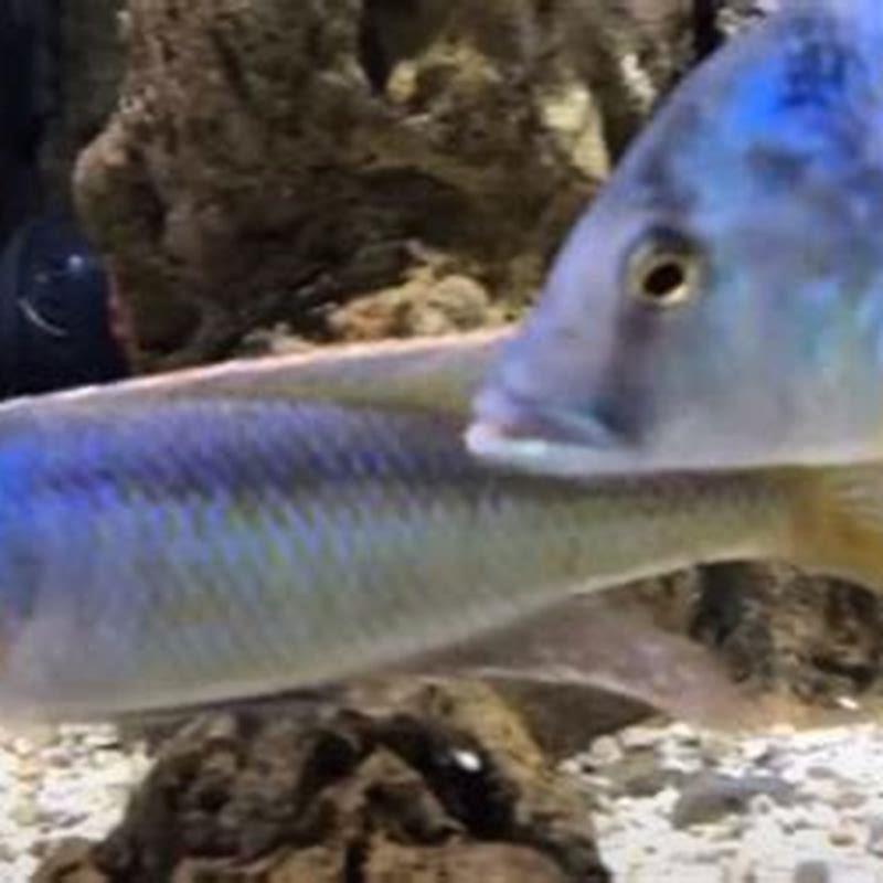 Will cichlids kill other fish?