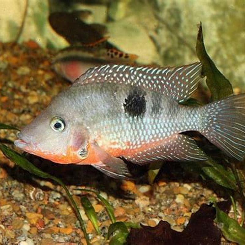 Will Firemouth Cichlid eat other fish? - DIY Seattle