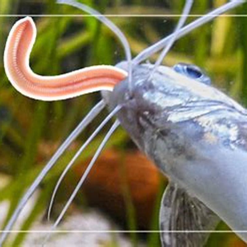 Will Pictus Catfish Eat My Fish DIY Seattle why-does-my-cat-steal-my-other-cat-s-food-a-veterinarian-explains
