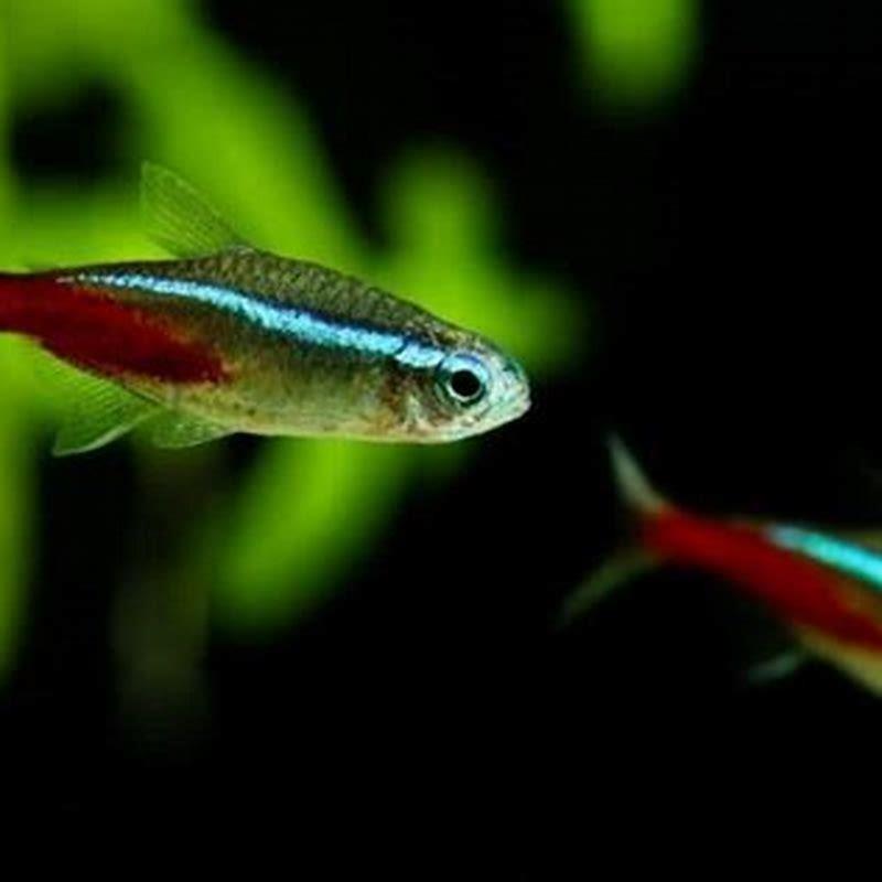 Will tetras eat vegetables?