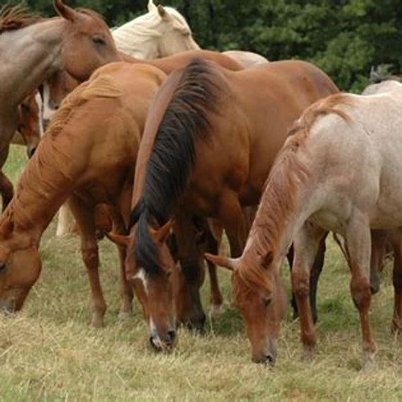 Are Concentrates Required In The Diet Of A Horse DIY Seattle
