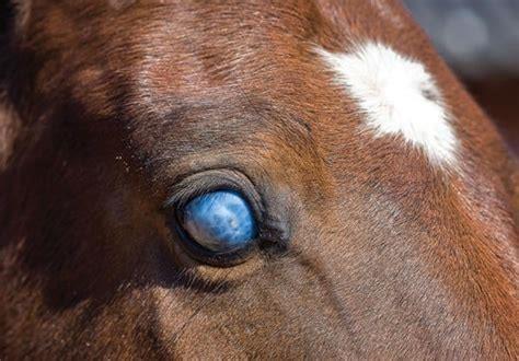 Can moon blindness be cured in horses? - DIY Seattle