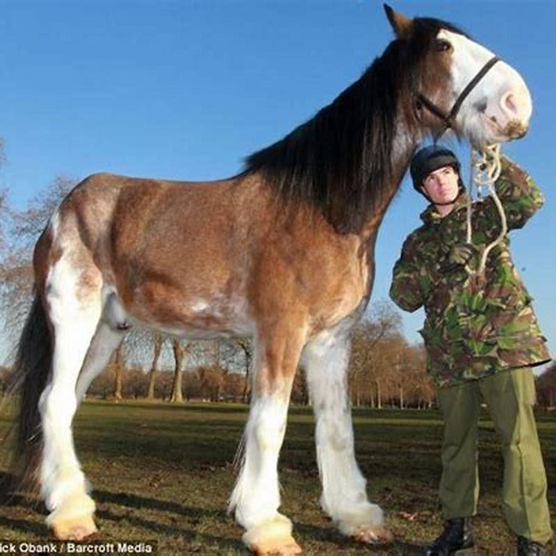 How tall is a Drum Horse?