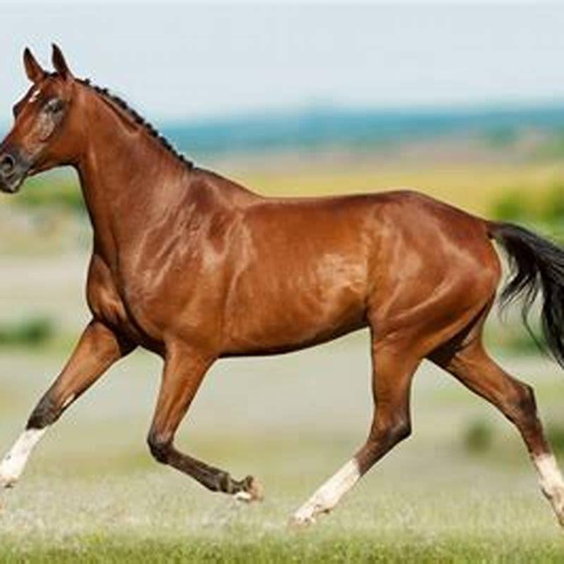 What are the 3 types of Quarter Horses?