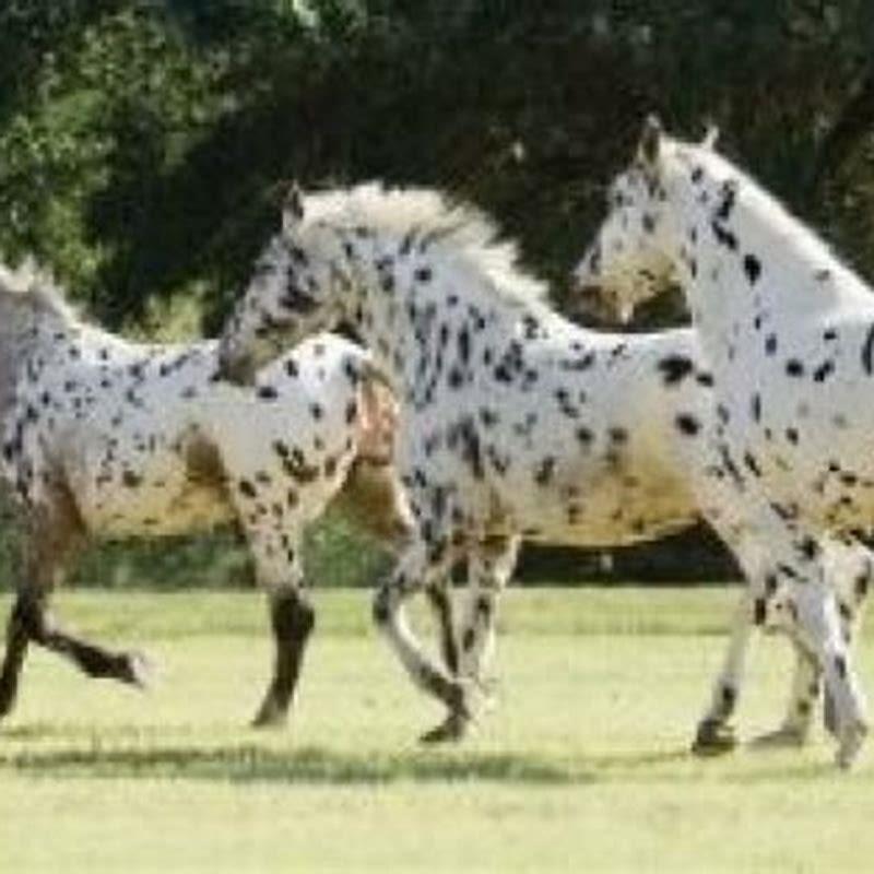 What colors do Black Forest horses come in?