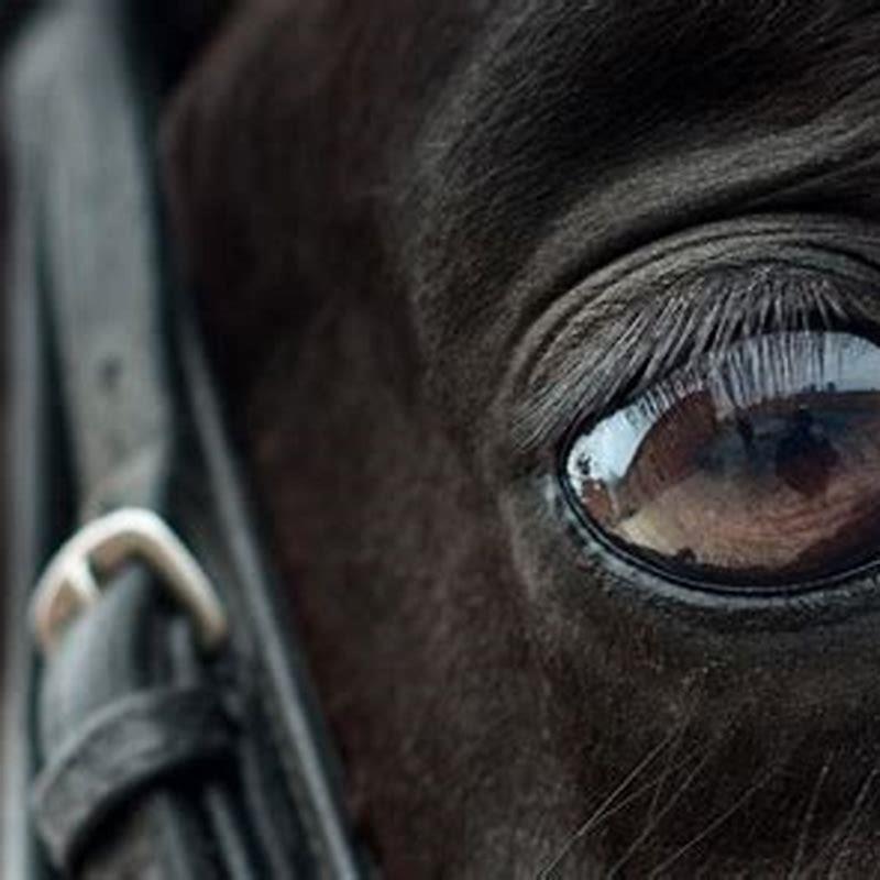 What is the cause of equine recurrent uveitis?