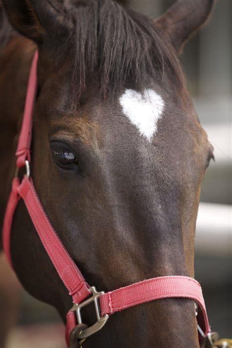 what-is-the-forehead-of-a-horse-called-diy-seattle