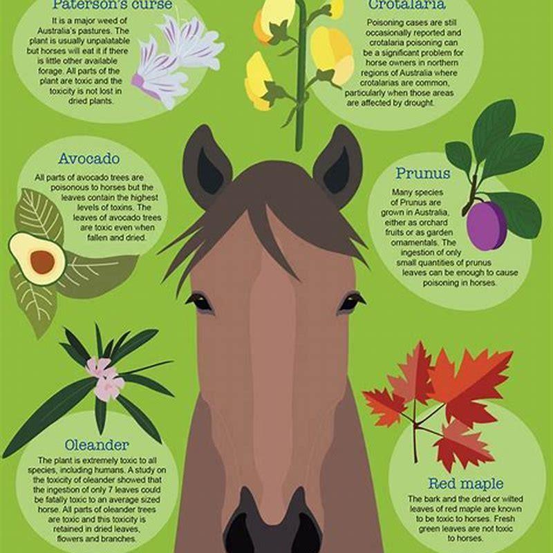 What is the most poisonous plant to horses?
