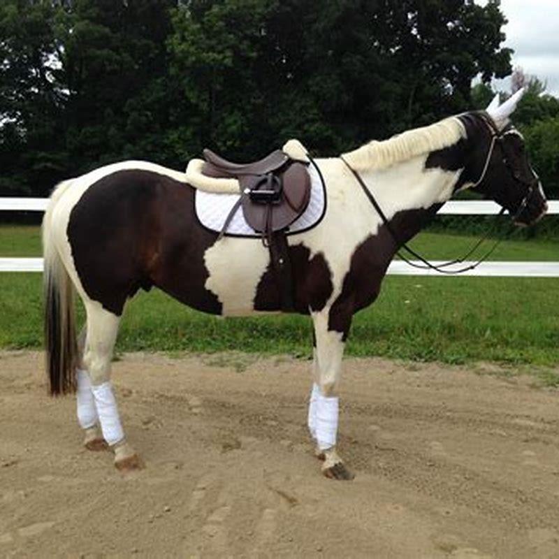 Are American Paint Horses Good For Riding DIY Seattle Are American Paint Horses Good For Riding DIY Seattle
