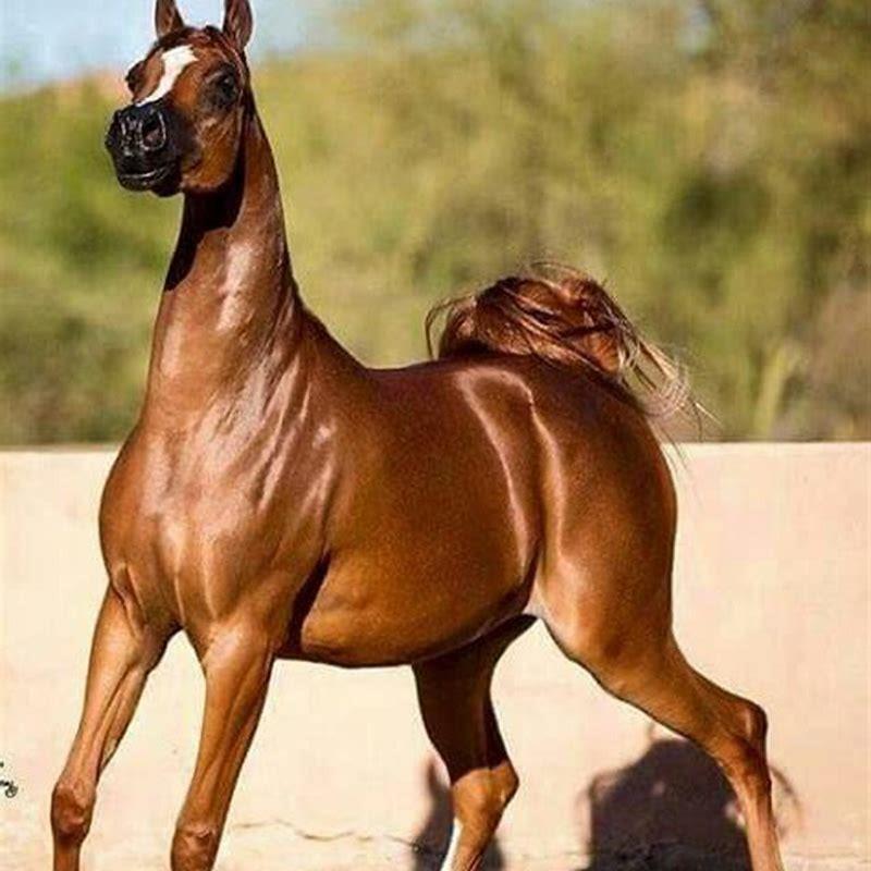 Are Anglo Arabians good horses?