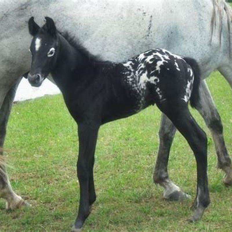 american-horses-horses-in-north-america-a-comeback-story-blog