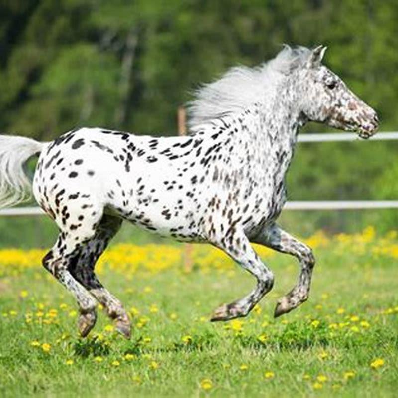 Are Appaloosa horses rare?