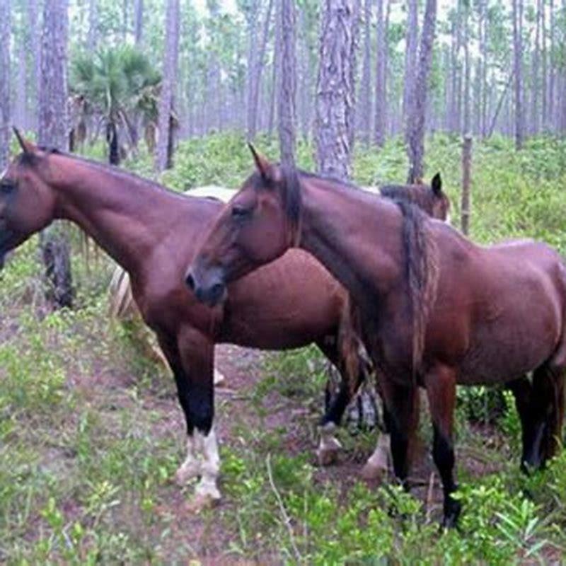 are-barb-horses-endangered-diy-seattle