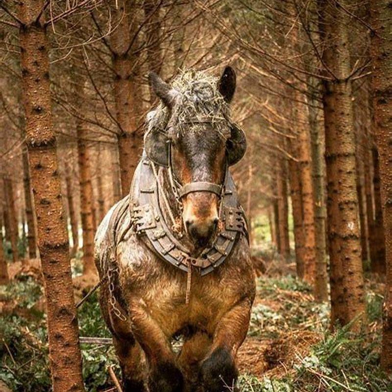 Are Black Forest horses draft horses?