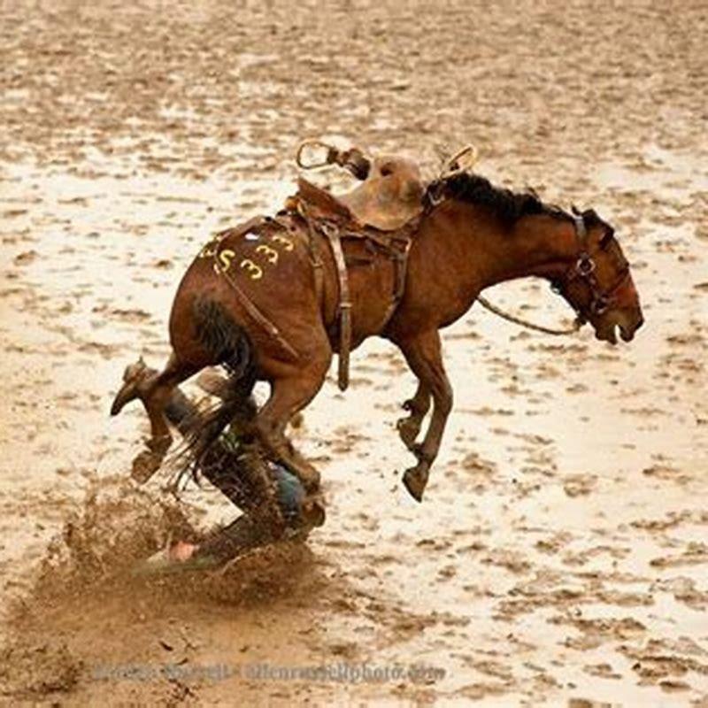 Are bucking horses in pain?