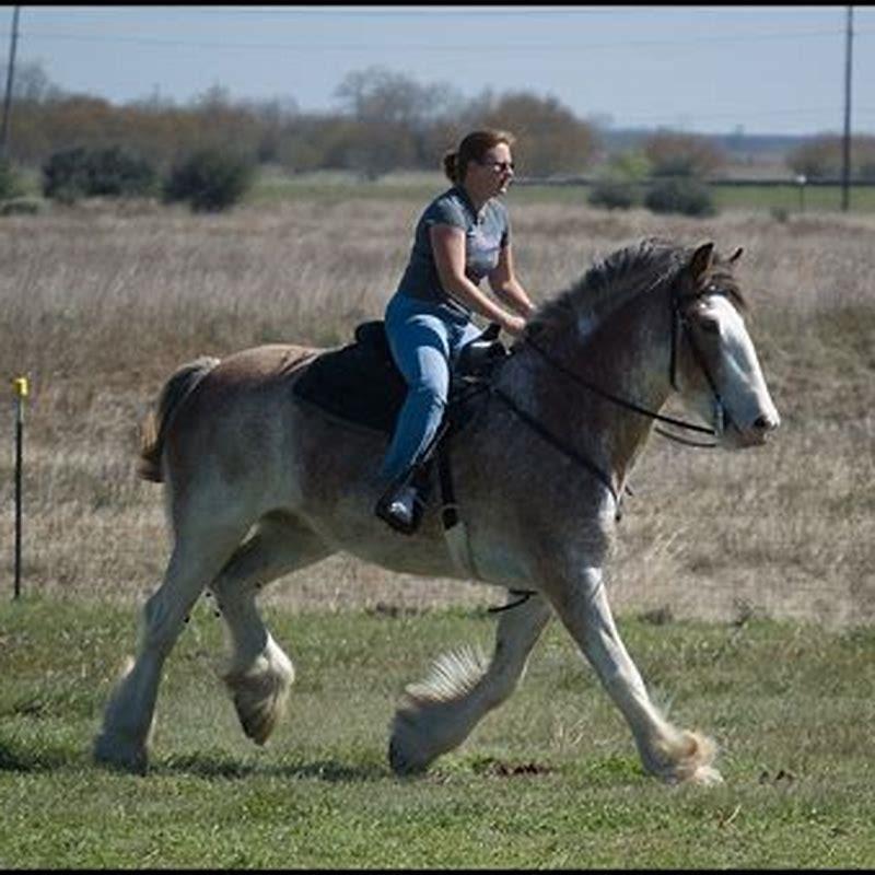 Are draft horses good for riding?