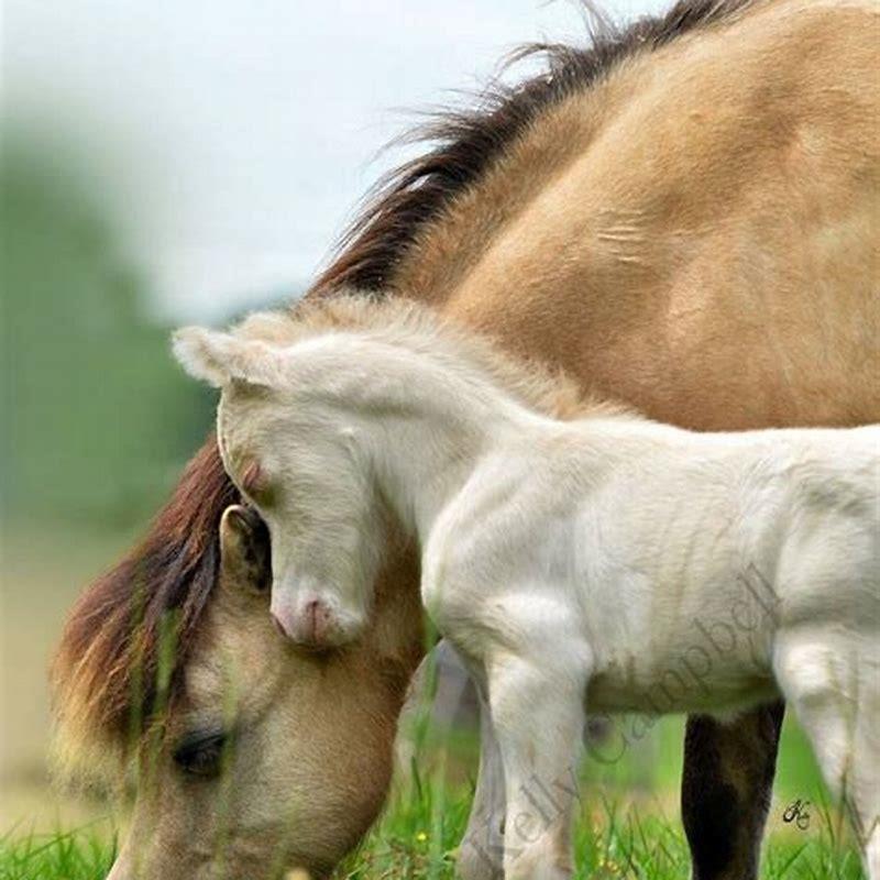 Are Falabella horses healthy?