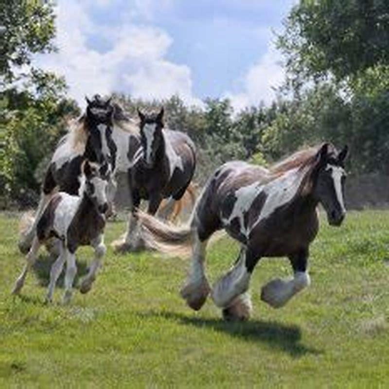 Are Gypsy horses good for riding?