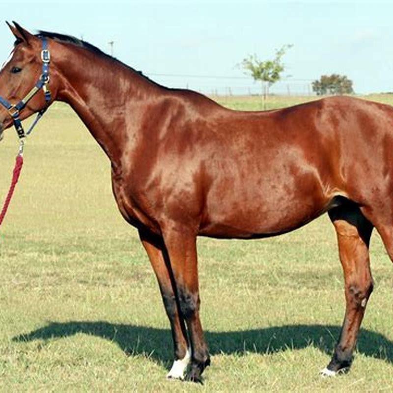 Are Hanoverians good for dressage?